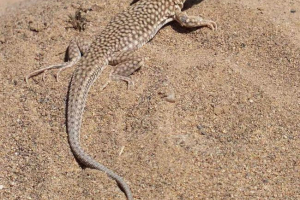 Монгольський пиш - рептилій з розмальовуванням тигра Монгольський пиш - рептилій з розмальовуванням тигра